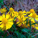 Autumn Sneezeweed Seeds
