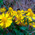 Autumn Sneezeweed Seeds
