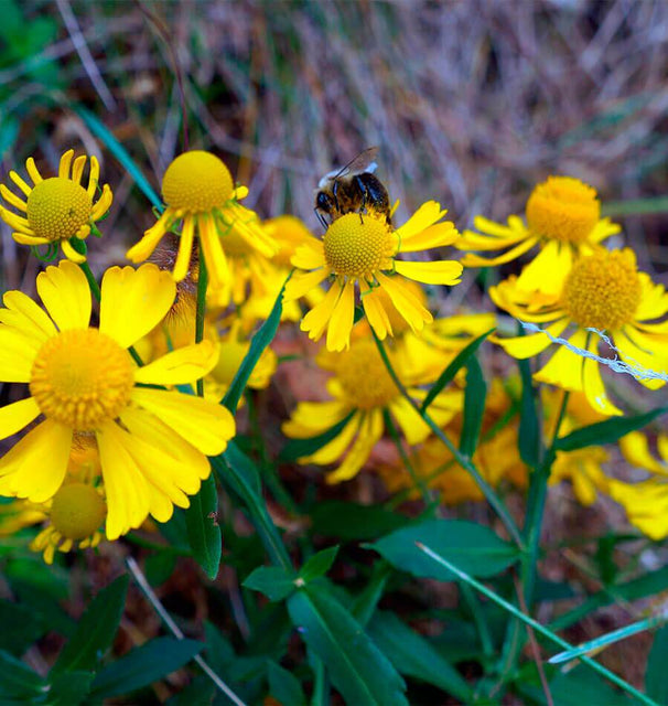 Autumn Sneezeweed Seeds
