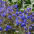 California Bluebell