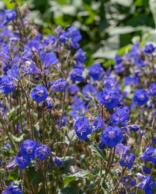 California bluebell on sale