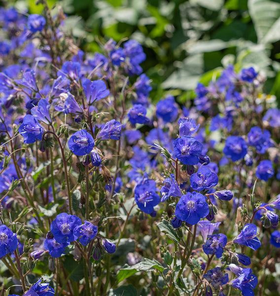 250 Graines Phacélie à Clochettes Bleues - Phacelia Campanularia - California Bluebell - Fleur Mellifère Facile