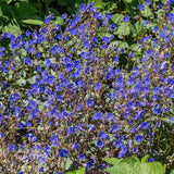 California Bluebell