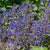 California Bluebell