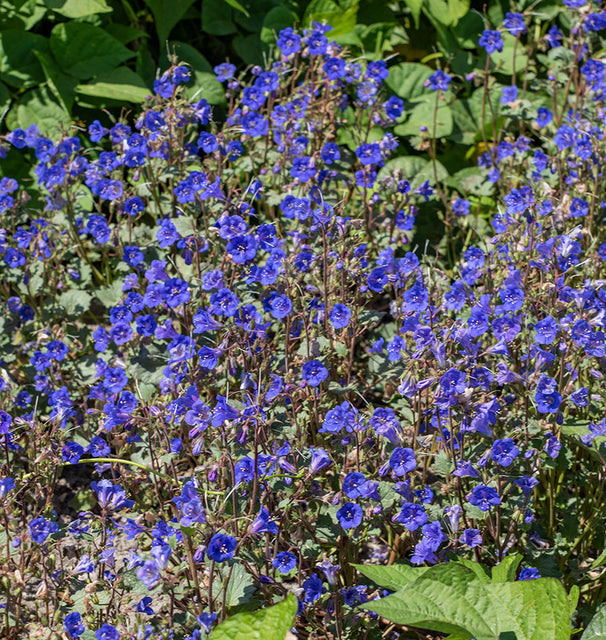 California Bluebell