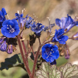 California Bluebell