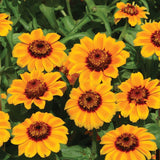 Soleado Zinnia Seeds