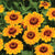 Soleado Zinnia Seeds