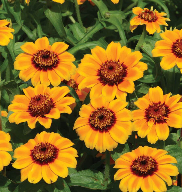 Soleado Zinnia Seeds