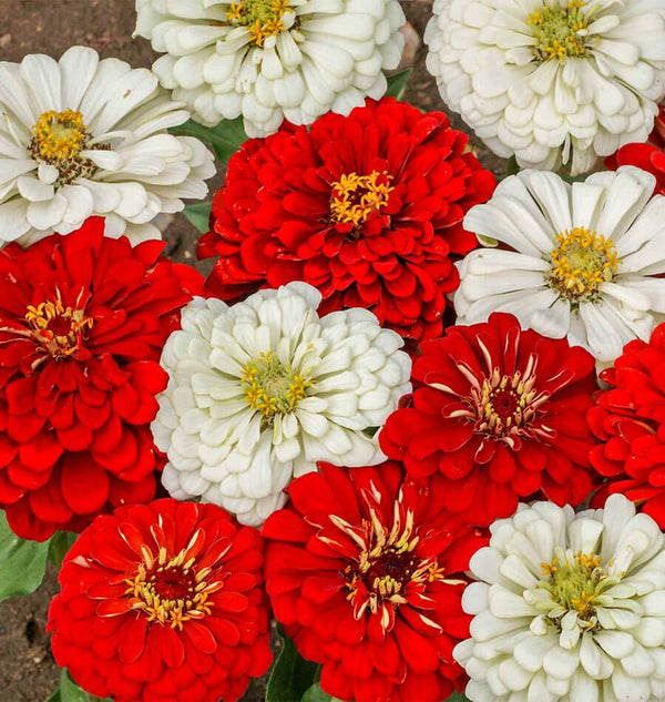 Oh Canada Zinnia Blend