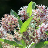 Showy Milkweed Seeds