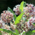 Showy Milkweed Seeds