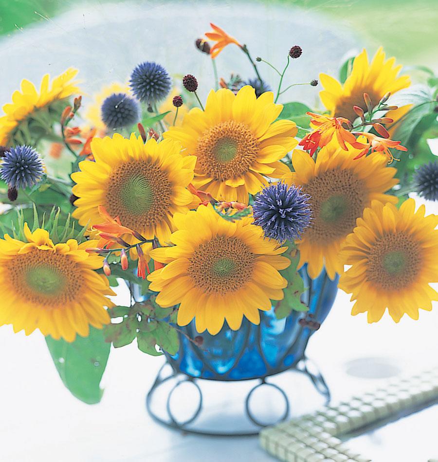 Sunrich Gold Sunflower Seeds – West Coast Seeds