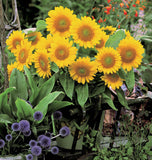 Sunrich Gold Sunflower Seeds