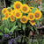 Sunrich Gold Sunflower Seeds