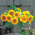 Sunrich Gold Sunflower Seeds