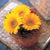 Sunrich Gold Sunflower Seeds