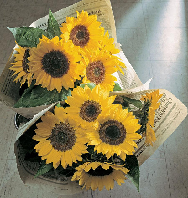 Sunrich Lemon Sunflower Seeds