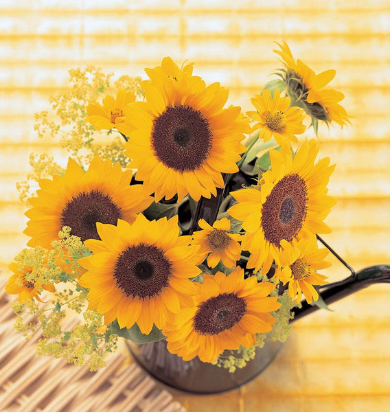 Sunrich Orange Sunflower Seeds – West Coast Seeds