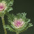 Crane Feather King Kale Seeds