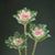 Crane Feather King Kale Seeds
