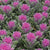 Crane Feather Queen Kale Seeds