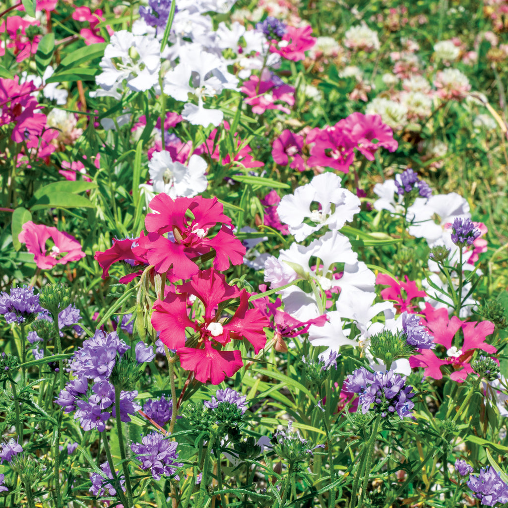 west coast seeds wildflowers Upland Blend