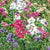 Upland Blend