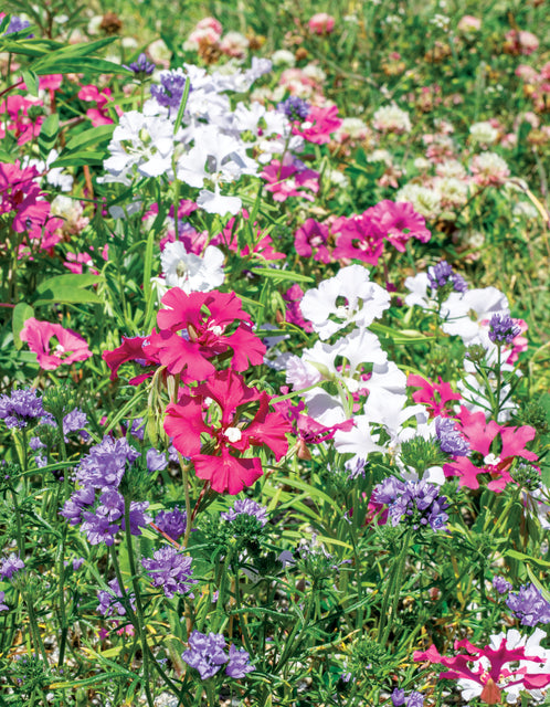 west coast seeds wildflower mix Upland Blend Wildflowers – West Coast Seeds