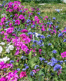 Upland Blend Wildflowers