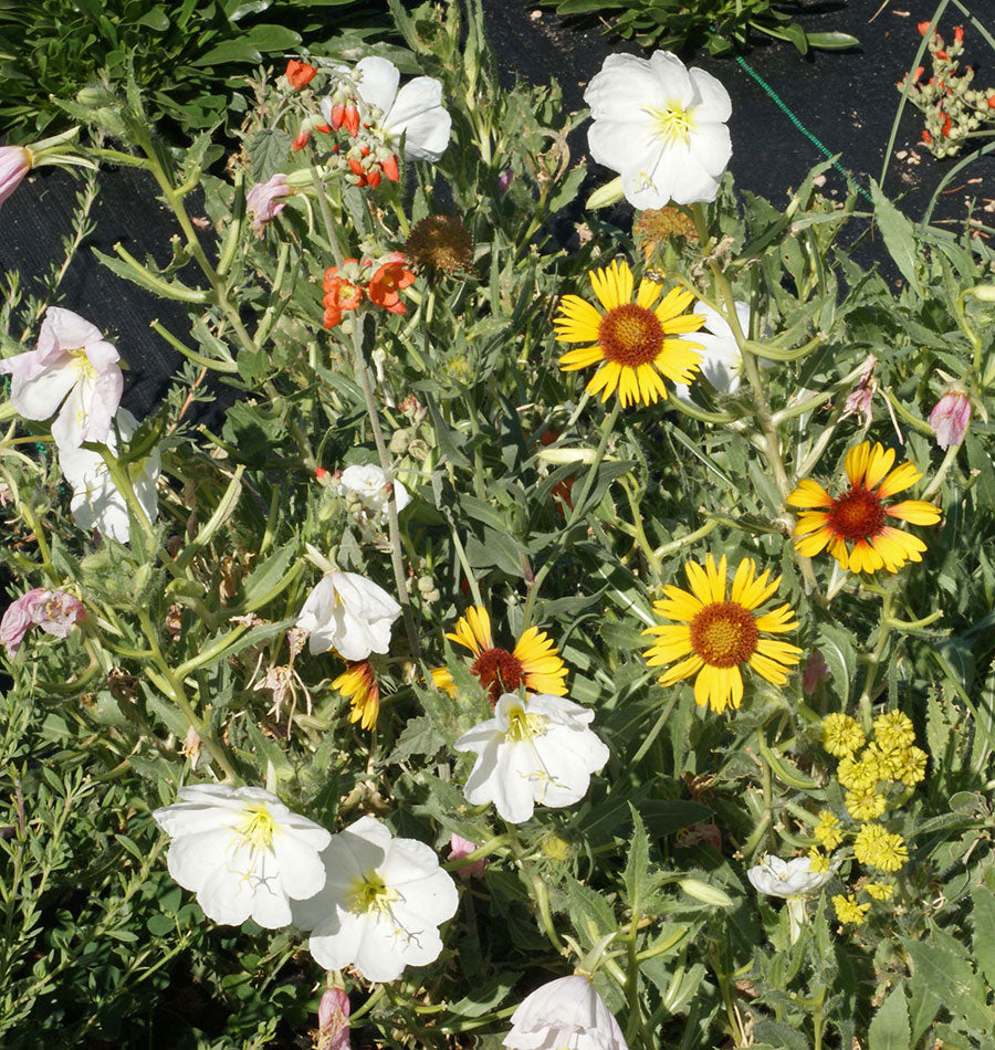 west coast seeds deer resistant wildflowers Upland Blend Wildflowers – West Coast Seeds