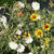 Upland Wildflowers Blend