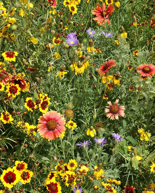Southern Prairies Wildflowers Blend