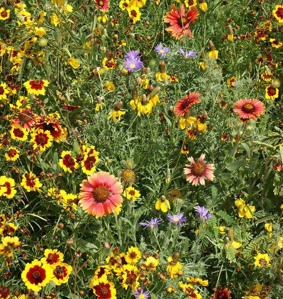 native florida wildflower seed mix Southern Prairies Blend