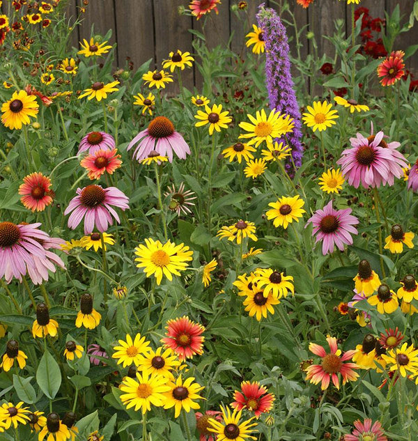 Great Lakes Wildflowers Blend
