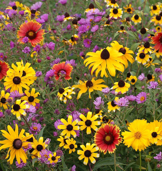East Coast Wildflowers Blend – West Coast Seeds