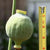 Giganthemum Poppy Seeds