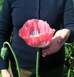Giganthemum Poppy Seeds