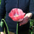 Giganthemum Poppy Seeds