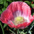 Giganthemum Poppy Seeds
