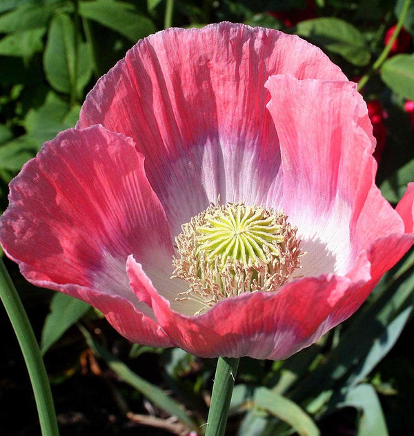 Giganthemum Poppy Seeds
