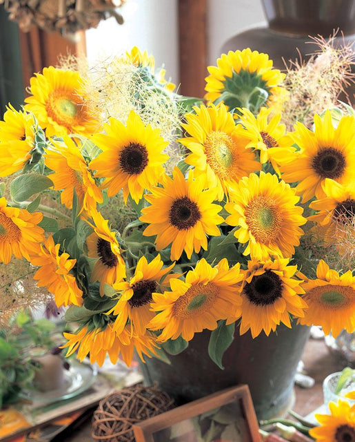 Sunrich Blend Sunflower Seeds
