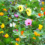 Bumble Bee Wildflower Blend