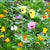Bumble Bee Blend