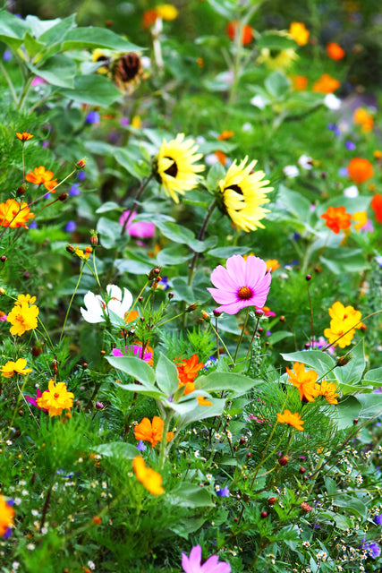 west coast seeds wildflowers Bumble Bee Blend