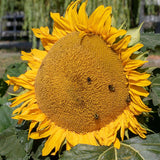 Bumble Bee Wildflower Blend