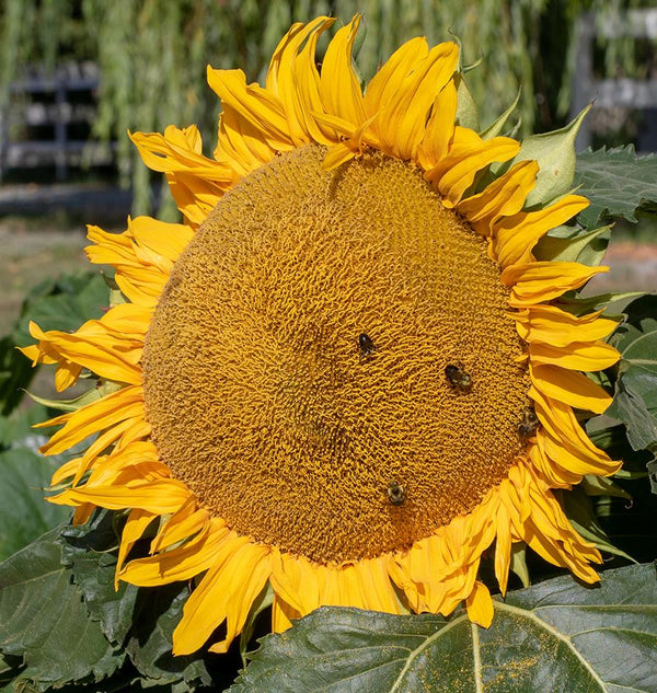 Bumble Bee Wildflower Blend