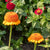 Orange Cupcake