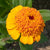 Orange Cupcake Zinnia Seeds