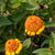 Orange Cupcake
